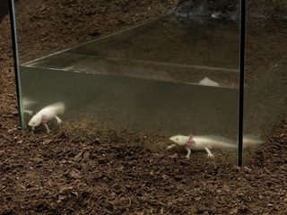 close up of (pair of axolotls),Mathieu Mercier