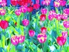 20120408194944-dscn6623