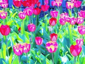 20120408194944-dscn6623