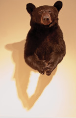 Bear Heart,Darin White