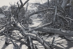 20120410110921-bear_cut_i_low_res