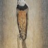 20120411180015-pettirosso_2_web
