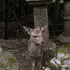 20120412053429-jelen