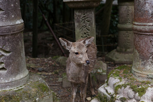 20120412053429-jelen