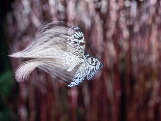 Paper Kite,Kavan Geary