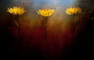Mums,Kavan Geary