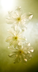 Three Clematis,Kavan Geary