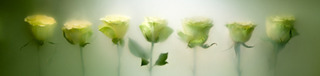 Seven Roses,Kavan Geary