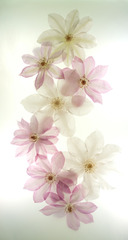 Eight Clematis,Kavan Geary