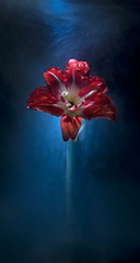 Amaryllis,Kavan Geary