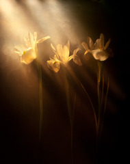 Bronze Iris,Kavan Geary