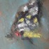 20120412172251-butterfly_01_lr