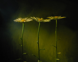 Daisies,Kavan Geary