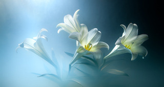 Easter Lilies,Kavan Geary