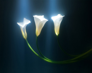 Calla Lilies,Kavan Geary