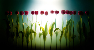 Tulip Line,Kavan Geary