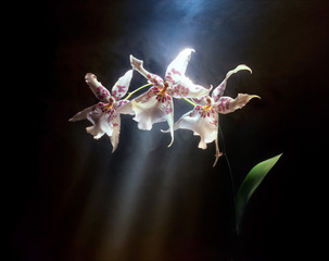 Orchids,Kavan Geary