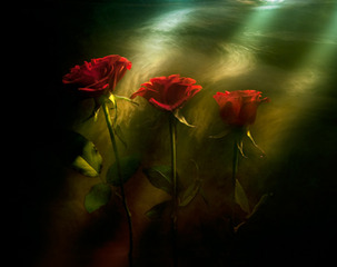 Red Roses,Kavan Geary