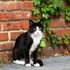 20120412222015-animals_-_oreo_kitty_cat_i_rd