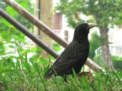 20120412222315-city_bird_i