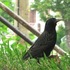 20120412222315-city_bird_i