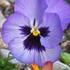 20120413004829-purple_pansy