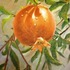 20120413083812-my_pomegranate_tree
