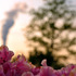 20120413100023-szilvitoth04292009