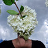 20120413101042-szilvitoth07152009