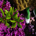 20120413101656-szilvitoth05202009