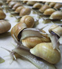 20120414011203-swenson-snails-web