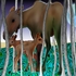 20120417013219-mismoose_-_copy
