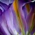20120418024129-bobby__villapando_iris_24_x_16