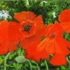 Scarlet_poppies