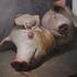 20120419184654-healy_ian_pigs