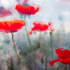 20120419203727-poppiesinthecity_30x14_lg
