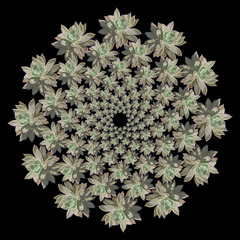 Succulent Mandala,Thomas Cox