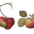 20120421002538-a-5_asuka_tomato2