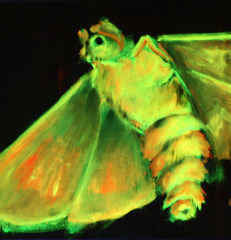 Black Light Moth 1,Lily Simonson