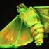 20120422002556-black_light_moth1