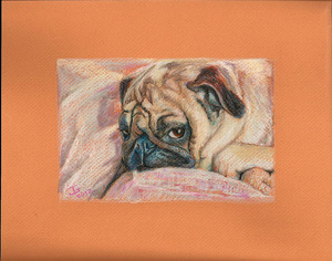 20120422214307-sophee_the_pug