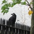 20120423005123-tipp_-_09012011_-_hark_the_raven