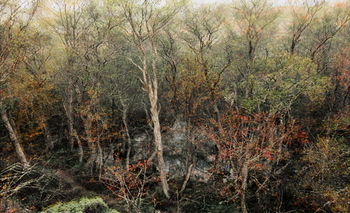 20120423021433-foresttreeandpond_003_invitation