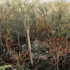 20120423021433-foresttreeandpond_003_invitation