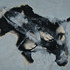 20120423153833-spiritdogfitscrn