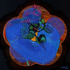 20120424232853-mingcyclamenaubergineflower