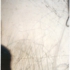 Abshirel4