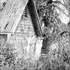 20120427182638-out_of_the_burrow_cr