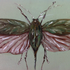 20120427182819-insect_folha