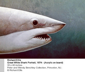 Great White Shark Portrait,Richard Ellis